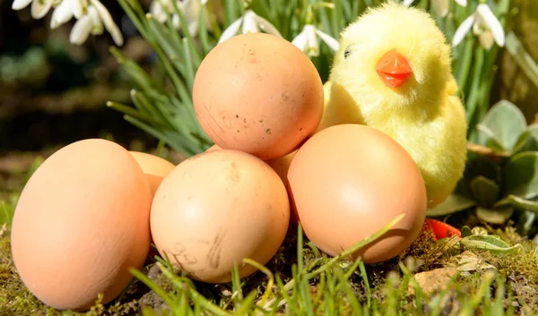 Kyckling fylld med påskägg — Stockfoto