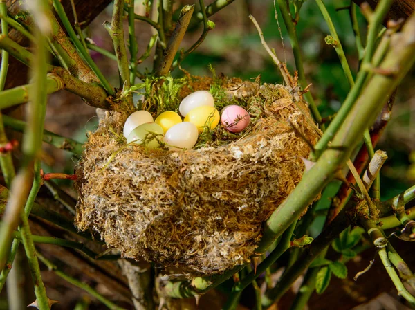 Œufs de Pâques dans un jardin — Photo