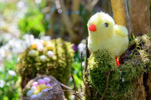 Chicken stuffed with Easter eggs — Stock Photo, Image