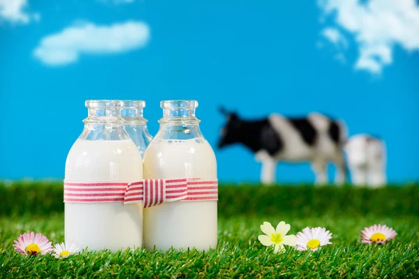 Tre piccole bottiglie di latte in un prato — Foto Stock