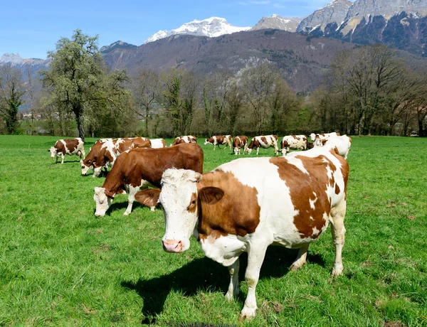 Vaches dans une prairie — Photo