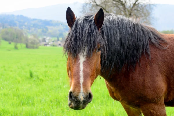 Cheval brun avec une crinière noire — Photo