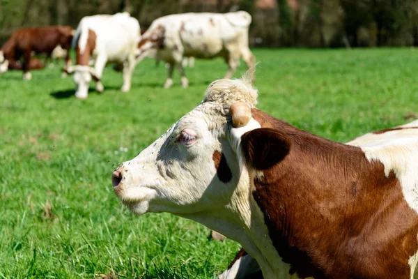 Close up on the head of a cow — Stock Photo, Image
