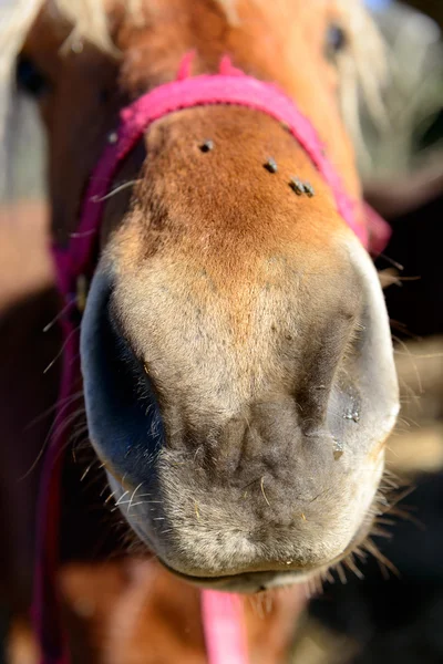 Primer plano en la cabeza del caballo — Foto de Stock