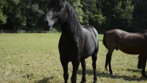 Zwarte Paard — Stockvideo