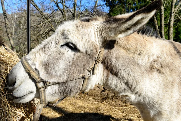 Close-up on the head of a donkey — Stock Photo, Image