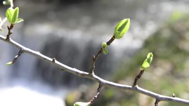 Branch with buds and a river at the back — Stock Video