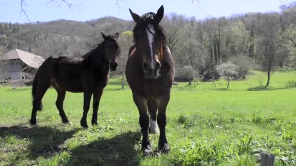 Черные лошади на лугу — стоковое видео