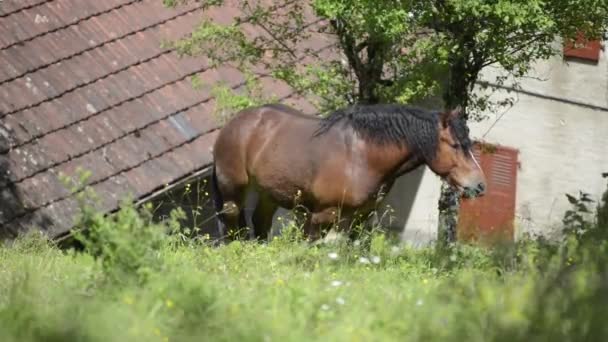 Caballo marrón en un prado — Vídeo de stock