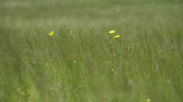 vent fort dans l'herbe 