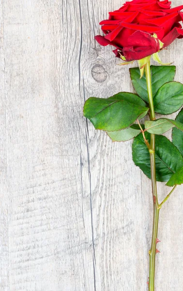Rosa roja colocada sobre una mesa antigua — Foto de Stock