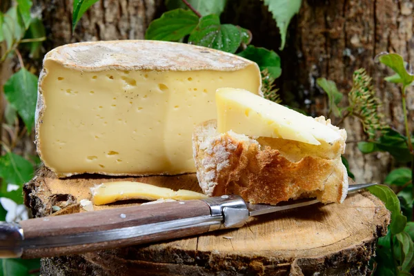 French cheeses Savoie — Stock Photo, Image