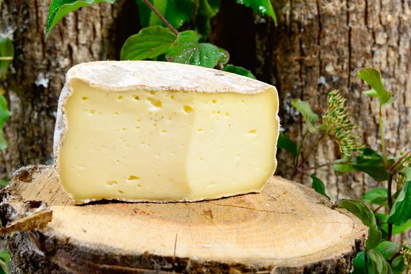 Französischer Käse savoie — Stockfoto