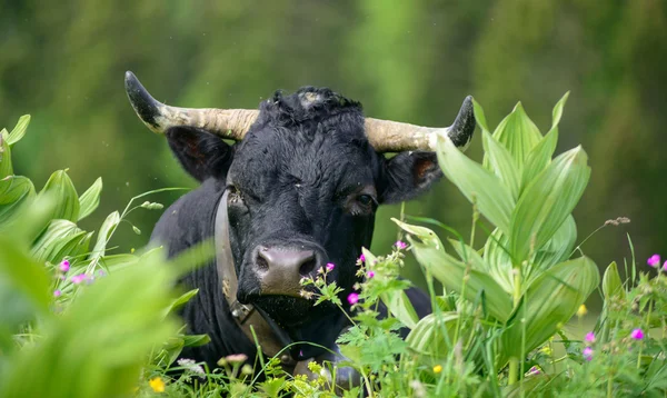 Uma cabeça de vaca preta com chifres — Fotografia de Stock