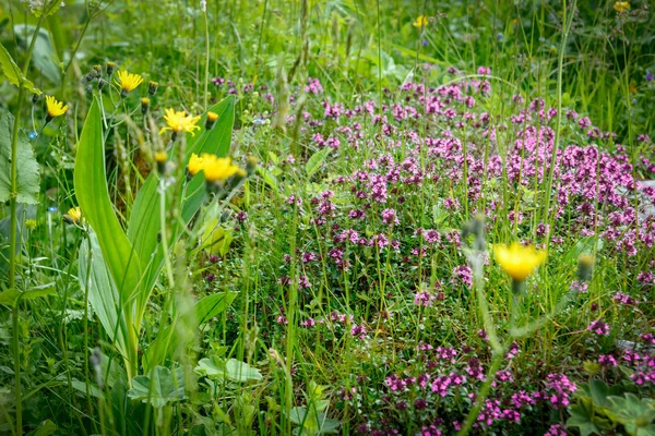Alp çiçek — Stok fotoğraf