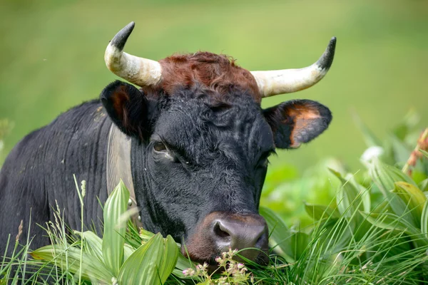 Uma cabeça de vaca preta com chifres — Fotografia de Stock