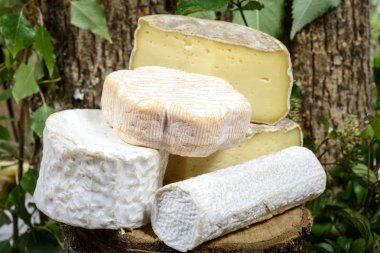 farklı Fransız peynir