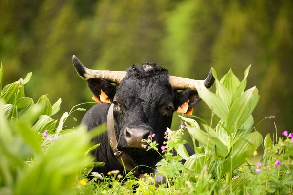 Αγελάδα στις Άλπεις — Φωτογραφία Αρχείου