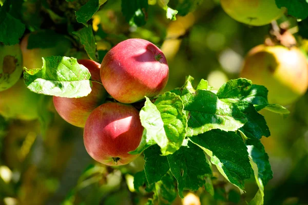 Apple φρούτα αυξάνεται σε ένα κλαδί δέντρου του μήλου — Φωτογραφία Αρχείου