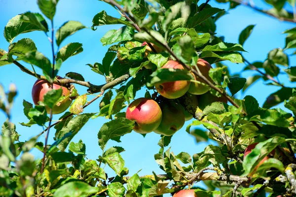 Apple φρούτα αυξάνεται σε ένα κλαδί δέντρου του μήλου — Φωτογραφία Αρχείου