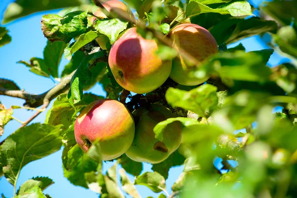 Apple φρούτα αυξάνεται σε ένα κλαδί δέντρου του μήλου — Φωτογραφία Αρχείου