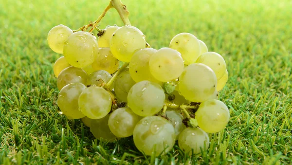 Racimo de uvas blancas en la hierba — Foto de Stock