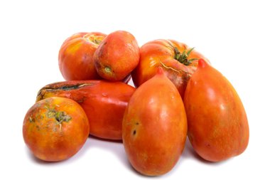 Beyaz bir arka plan üzerinde bahçesinden domates