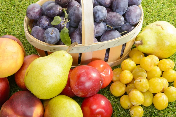 Ciruelas en una canasta con varias frutas en la hierba — Foto de Stock