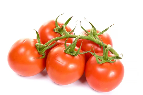 Pomidory izolowane na białym tle — Zdjęcie stockowe