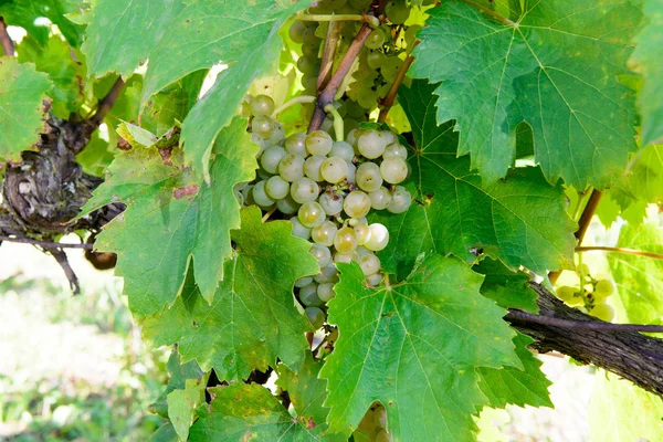 Primer plano de las uvas blancas en el viñedo — Foto de Stock