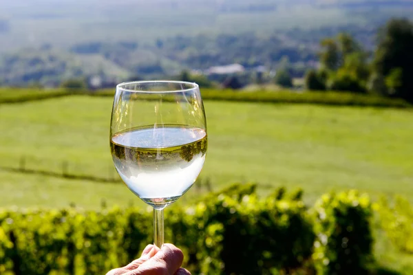 Sklenka bílého vína s vinicí v pozadí — Stock fotografie