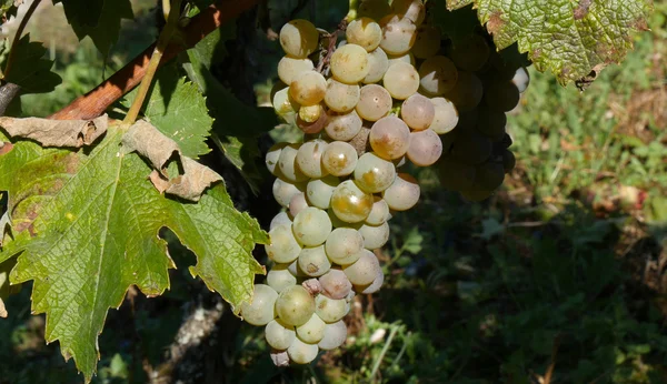 Fehér szőlő vineyar közelről — Stock Fotó