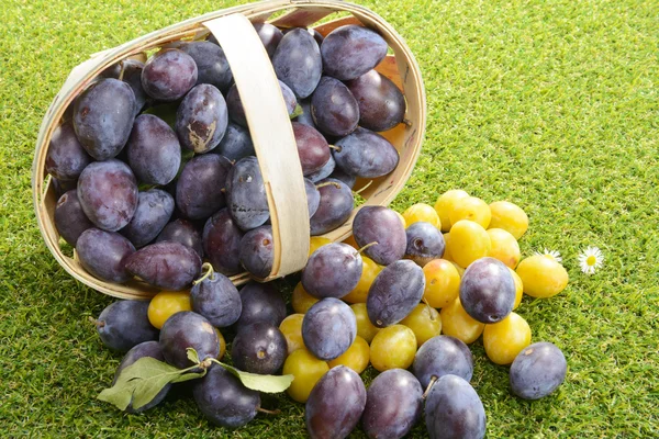 Cesta de ciruelas sobre hierba — Foto de Stock