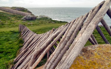 Cotentin yarımadasının tipik ahşap çayırı, Normandiya, Fransa