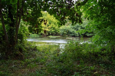 Arka planda ağaç olan gölet. Ağaç kısmen yapraklarla kaplı. Su sakin ve berrak.