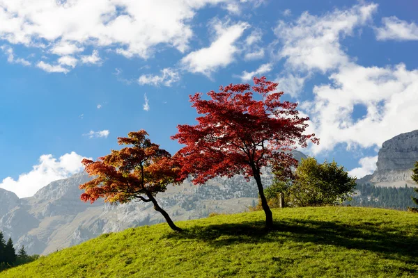 Duas árvores com belas cores de outono — Fotografia de Stock