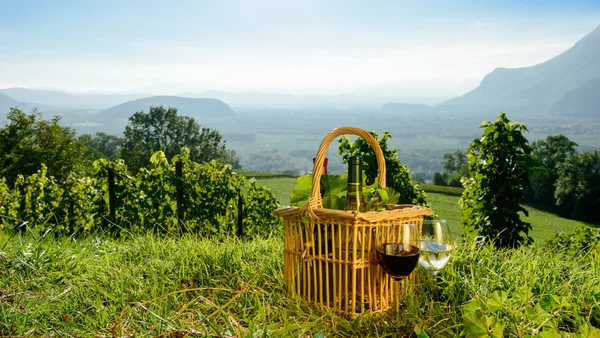 Koš s lahví vína vinicích — Stock fotografie