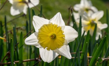 Sarı yapraklı beyaz çiçek. Çiçek çimlerin üzerinde.