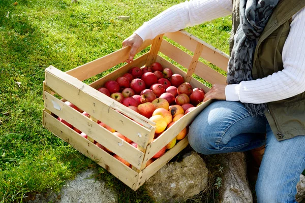 Mujeres mostrando manzanas frescas recogidas . — Foto de Stock