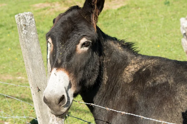 Brown donkey resting his head on a fence — Stock Photo, Image