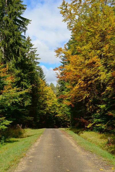 Pequena estrada no outono com árvores em ambos os lados — Fotografia de Stock