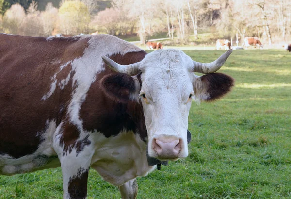 Close-up of a cow in a meadow — Stock Photo, Image