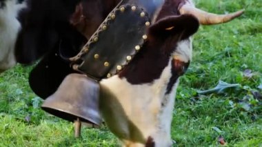 Ultra Hd 4k yakın çekim bir ineğin bir çan, otlatma çim, çan sesleri ile