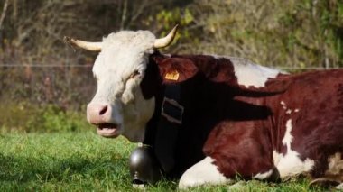bir ineğin ot otlatma bir çan ile yakın çekim