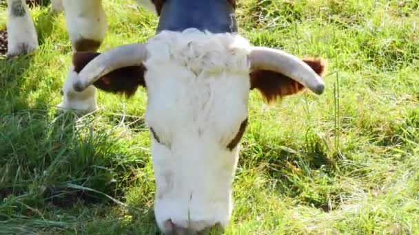Ultra Hd 4k σε κοντινό πλάνο μια αγελάδα με ένα κουδούνι, βόσκοντας το γρασίδι, καμπάνα ηχεί — Αρχείο Βίντεο