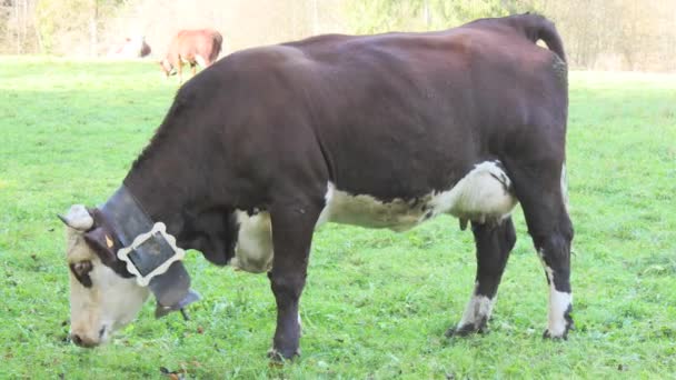 Vaca con una campana, pastoreo hierba, sonidos de campana — Vídeo de stock