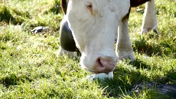 Cámara lenta primer plano de una vaca pastando hierba — Vídeo de stock