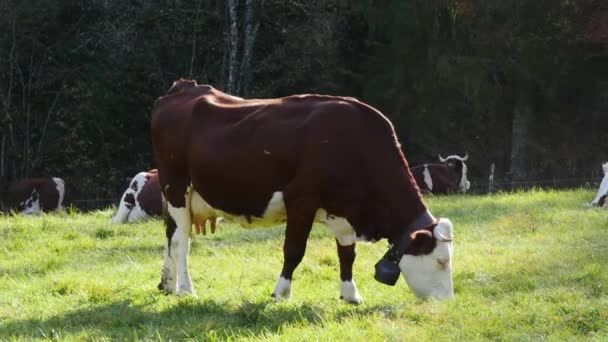 Cow with a bell ,grazing grass, bell sounds — Stock Video