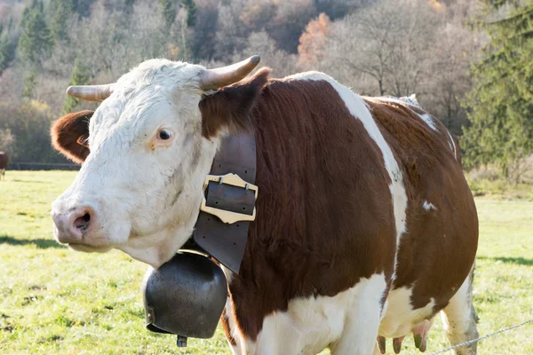 Cow with a bell — Stock Photo, Image