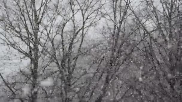 Nevando pesado na floresta — Vídeo de Stock